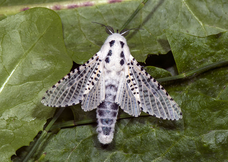 Zeuzera pyrina - Cossidae